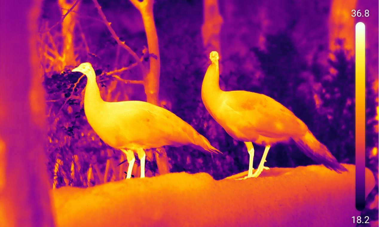 Observing animals using a thermal imager.
