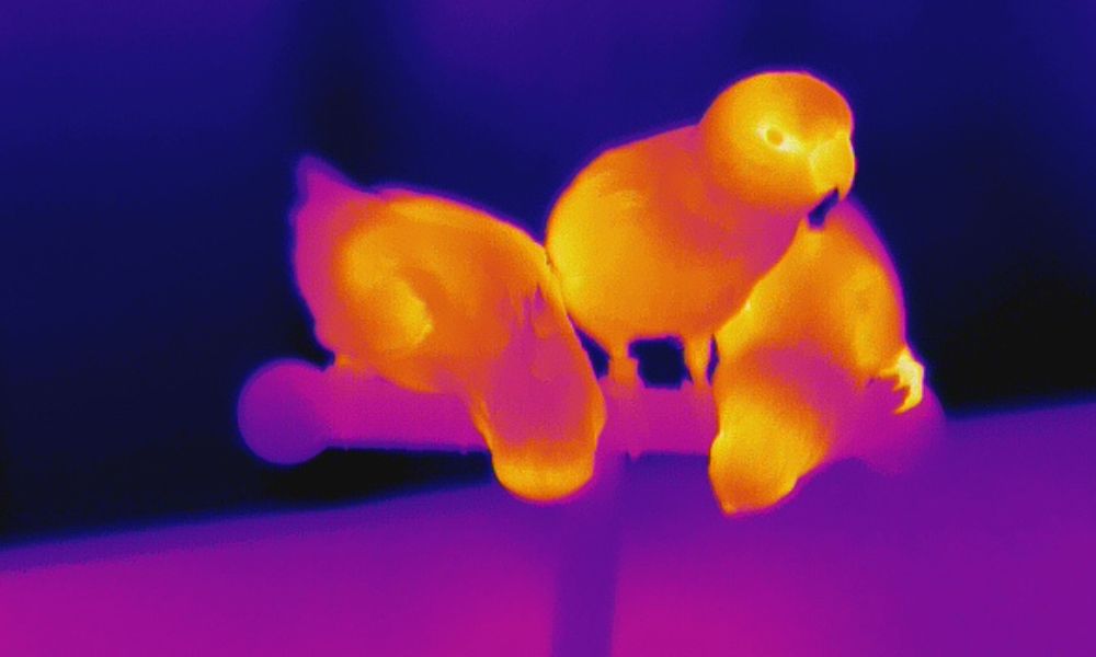 Parrot thermal imaging images