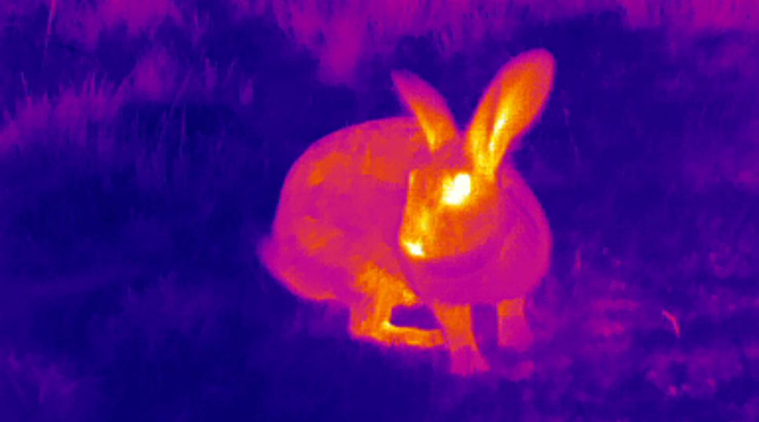 Rabbit thermal image
