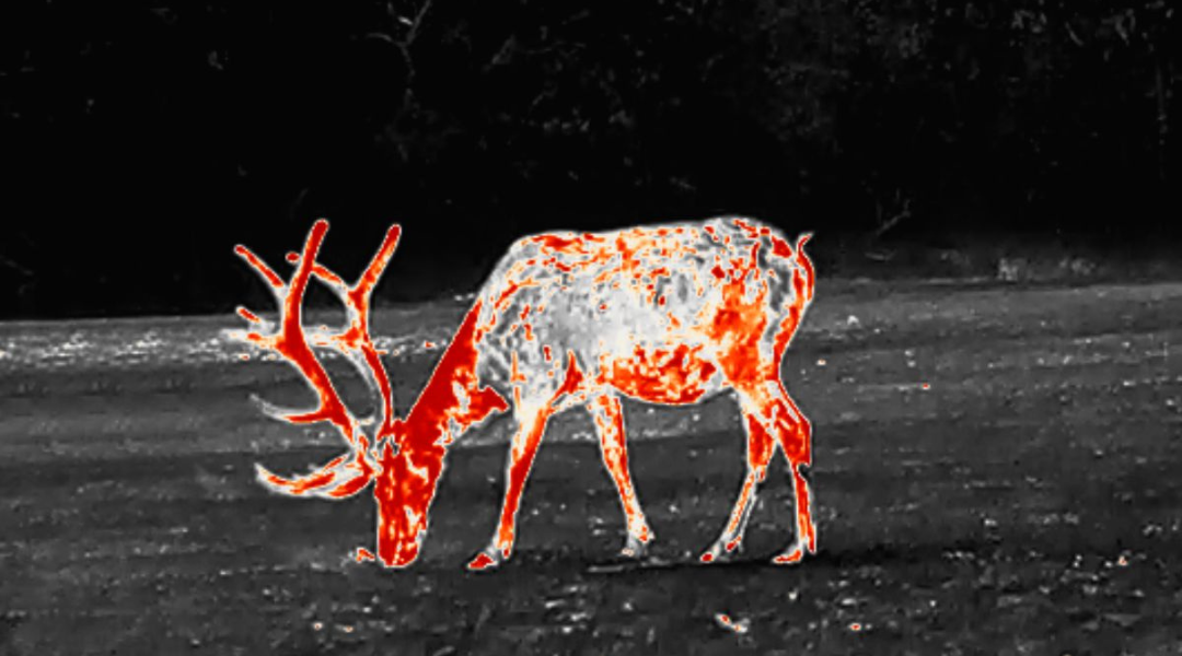 Thermal image of an elk grazing